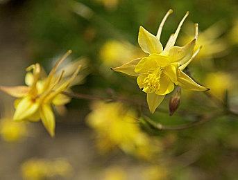 《龙之信条2》幻术师介绍视频 召唤幻象发动攻击